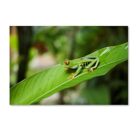 Robert Harding Picture Library 'Green Frog' Canvas Art,30x47
